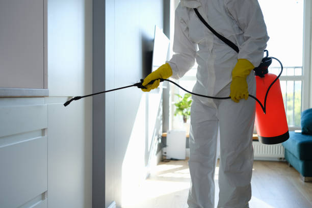 Best Biohazard Mold Removal  in Rollingwood, CA